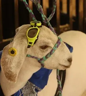 c5e462_935dc24927864f7d83d4df5676442d4dmv2