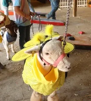 c5e462_fa413173376045569b382ca5e8cac4aamv2