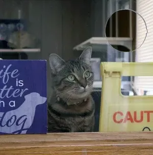 c5e462_fb4c03a2ab8341ddaf668b6c9fcb6d2cmv2