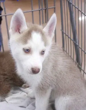 c5e462_a62c06267d4f471a98da0bf73cd29080mv2