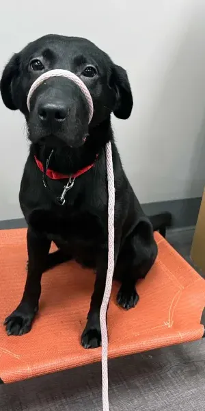 c5e462_06e6295534074db6bf1bdc303cc30ecdmv2