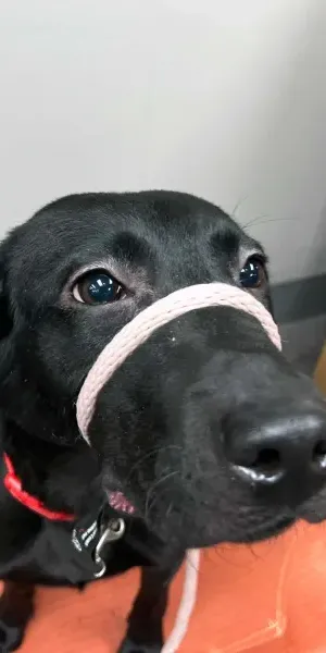 c5e462_265f26f7a0744e06ad23fb0c287aba35mv2