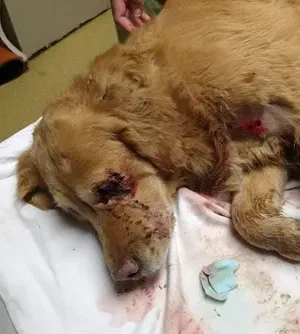 c5e462_04698a0b327d43c786c4fea0d93e31f3mv2