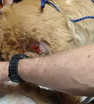 c5e462_0fdd610327504de79038a78207bbcacfmv2