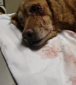 c5e462_2d389453bde64dccbeef657e1066675amv2