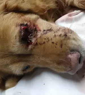 c5e462_39cdae6663764bf38d938ab5dc52910fmv2