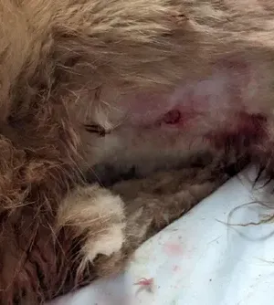 c5e462_3dc2e704bde24201b307bdbb4d4f606dmv2