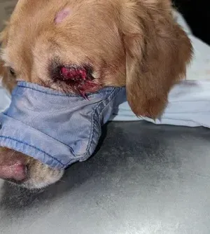 c5e462_421b0a52a389487d85b799ad76f6a559mv2