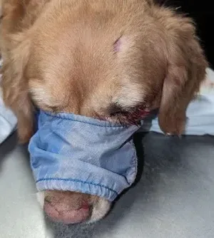 c5e462_5ec5306fa6924a8d85eafb23578371f5mv2