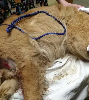 c5e462_8606d3eac6554cc8bb219f91b71fe472mv2