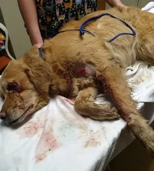 c5e462_86388aace32442b18f83dea9082946d8mv2