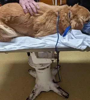 c5e462_c0f76584652c4fa8aef5661b0dc99554mv2