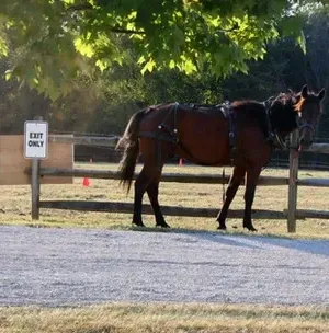 c5e462_a07451ea61224bdfa8fd2ab0bbc502fdmv2