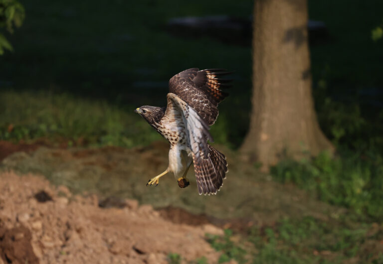 Pair of Broad-Winged Hawks Spotted in Ashland