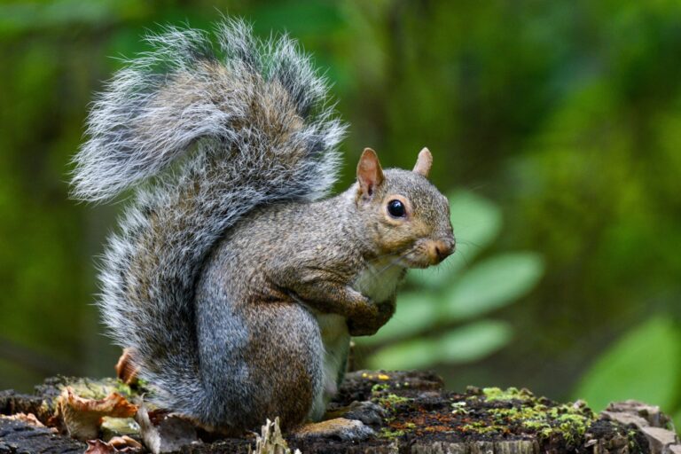 September Marks the Start of Ohio’s Fall Hunting Seasons